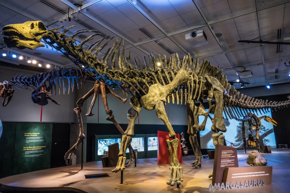 Skeleton of Amargasaurus at the
Perot Museum of Nature and Science in Dallas