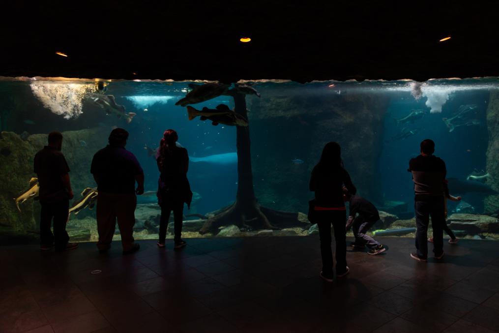 A family at an aquarium in Dallas