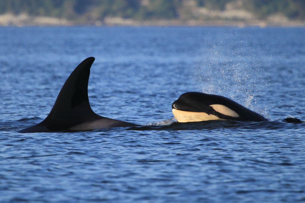 Killer Whales in Puget Sound, WA