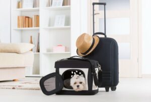 Small dog maltese sitting in his transporter or bag and waiting for a trip