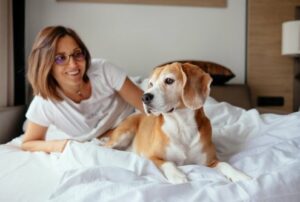 Lazy morning in bed - woman and her beagle dog meet morning