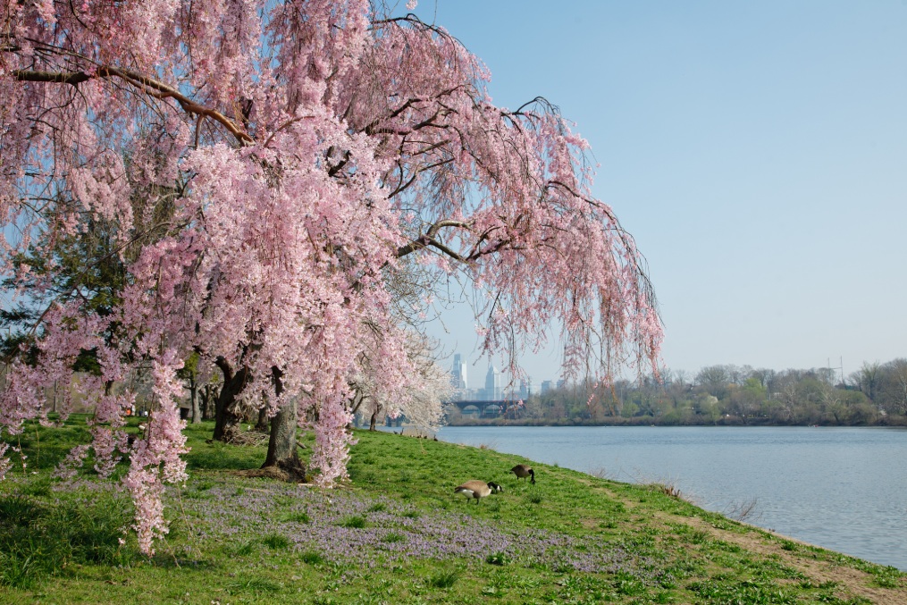 Cherry Blossoms in Philadelphia along Schuylkill River