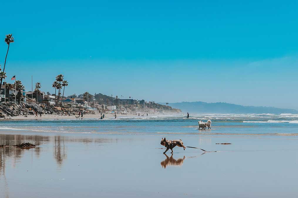 A joyful dog runs along the beach, with palm trees swaying in the background, capturing the essence of Del Mar's coastal charm.