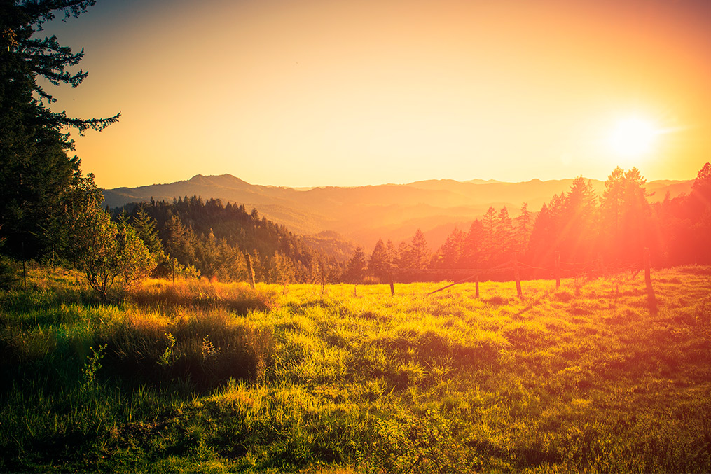 A lush field featuring trees and grass, representing the landscape of Escondido, CA.