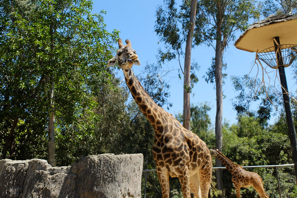 A giraffe and its baby stand together in a zoo, showcasing their long necks and unique patterns against a natural backdrop.